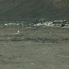 Ring-billed Gull