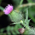 Bull Thistle