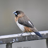 White-Rumped Munia ( सेतोढाडे मुनियाँ )