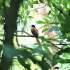 philippine trogon