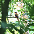 philippine trogon