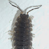 Woodlouse