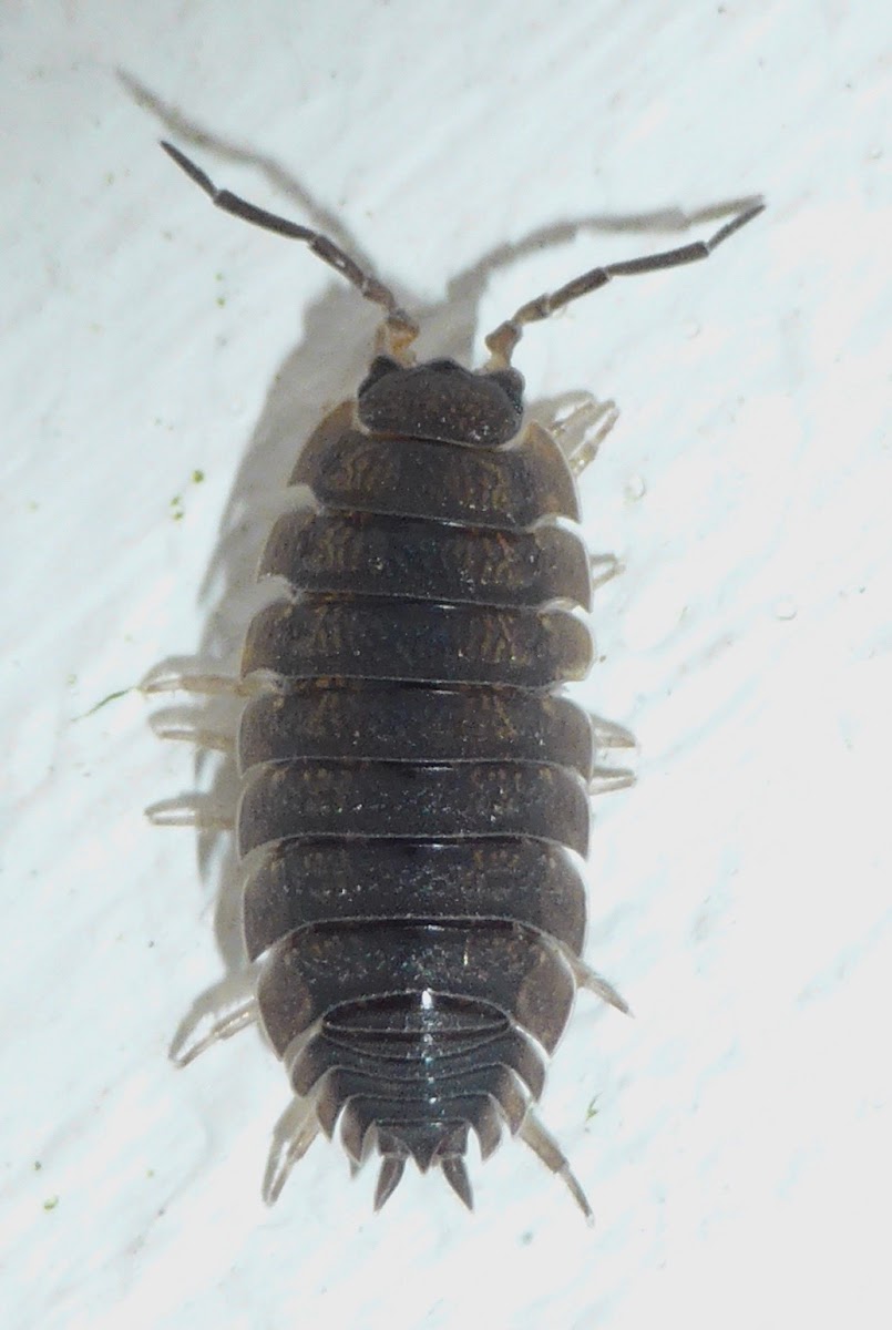 Woodlouse