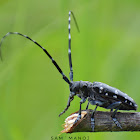 Citrus Long-Horned Beetle