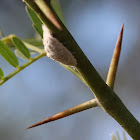 Mealybug