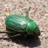 Glorious beetle