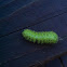 Io Moth caterpillar