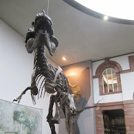 Senckenberg Naturmuseum