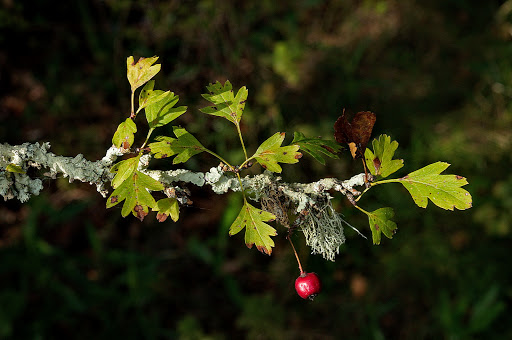 Crataegus monogyna