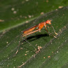 Ichneumonidae Wasp