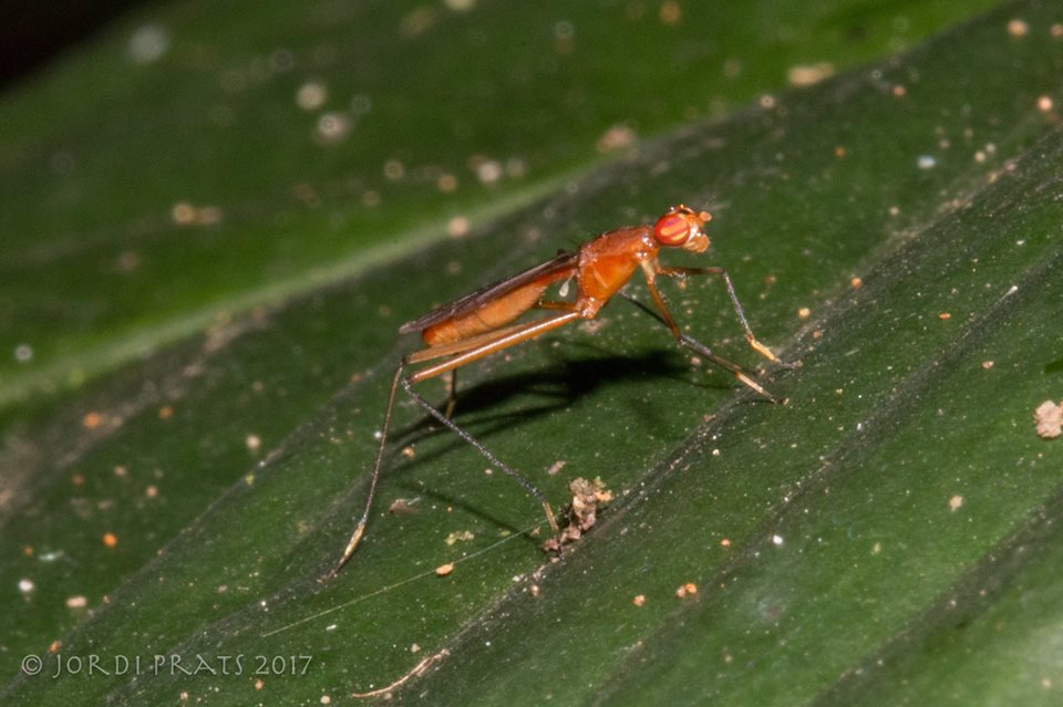 Ichneumonidae Wasp