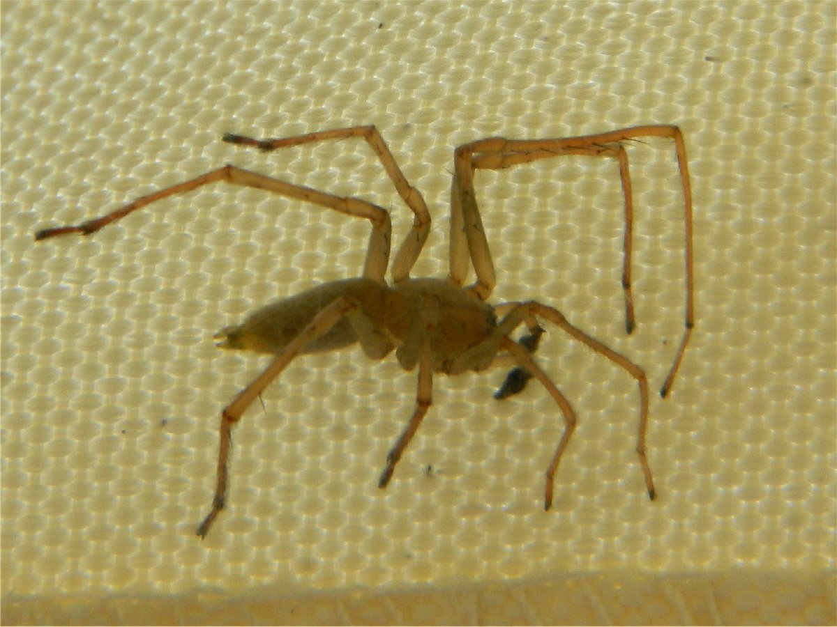 Northern yellow sac spider