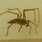 Northern yellow sac spider