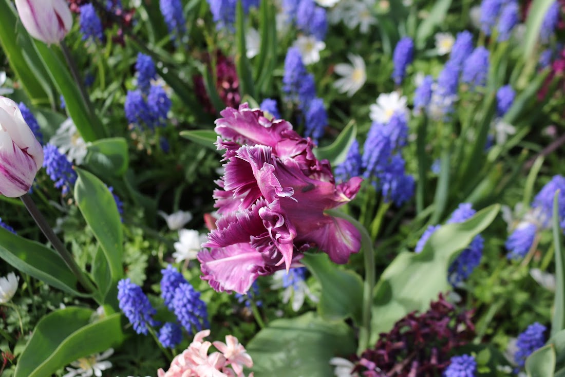 Парк Keukenhof, Ouddorp и Rotterdam "на закуску" - апрель 2017