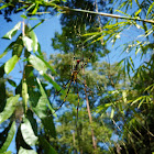 Giant Golden Orb Weaver