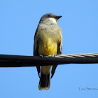 Cassin's Kingbird