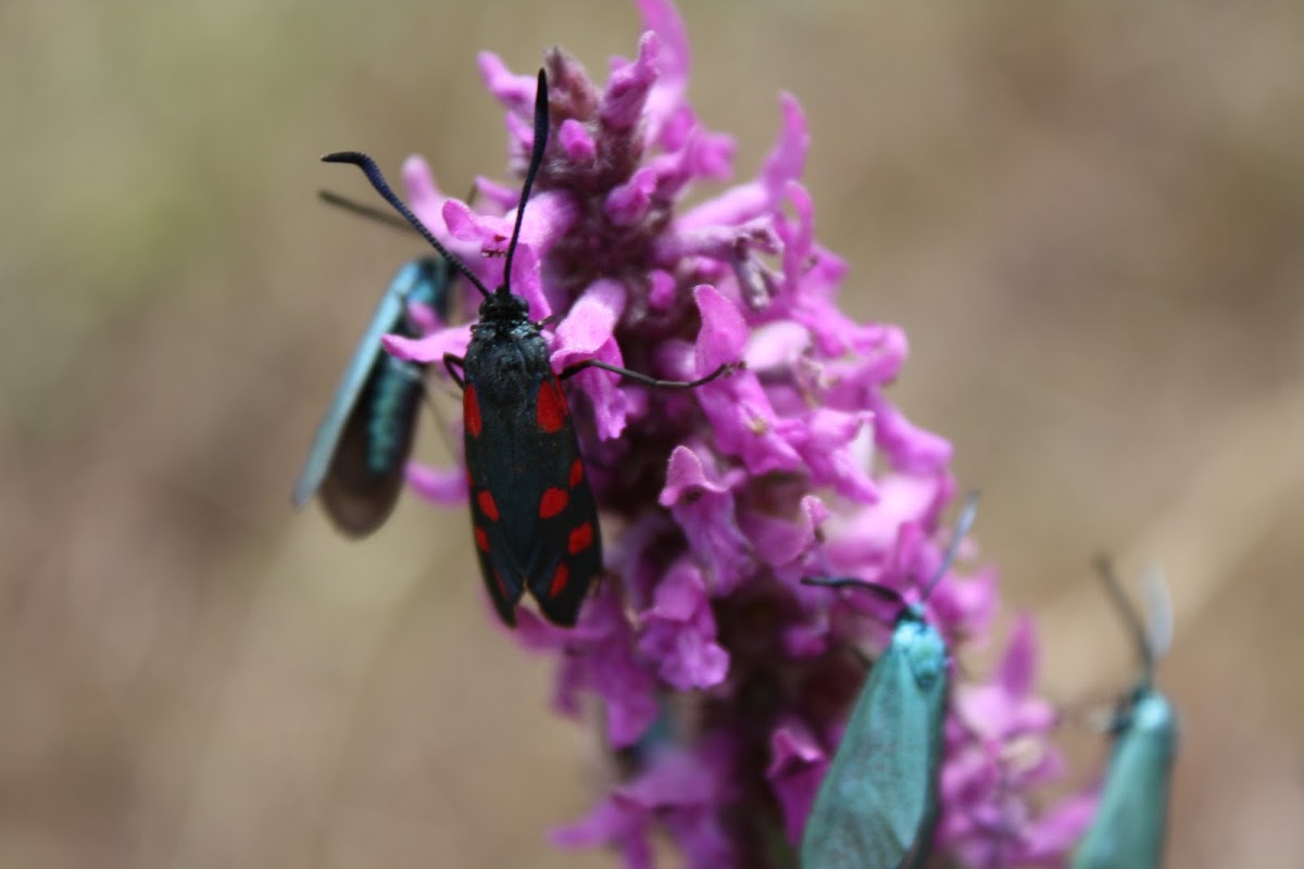 Tiger Moth