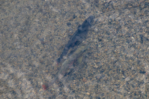 Biwa Trout