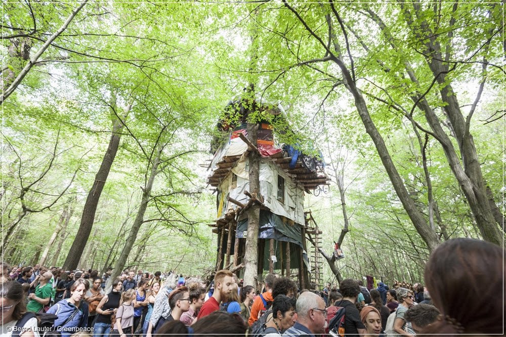 Os moradores das copas das árvores da floresta de Hambach