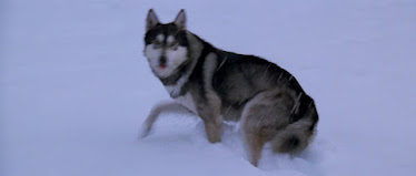 The dog in the opening scene of the movie 'The Thing'