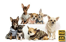 Chihuahua Dogs Wallpaper HD Custom New Tab small promo image