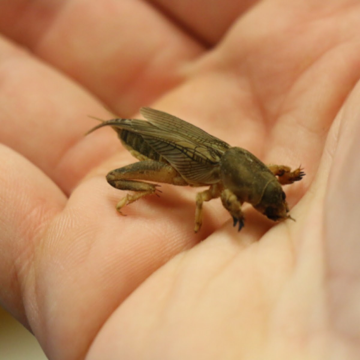 Mole Cricket