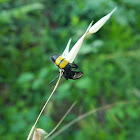 Hairy flower wasp