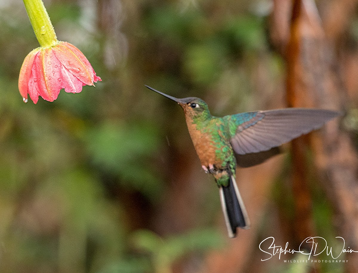 Buff winged Hummingbird