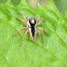 Jumping Spider - male & female