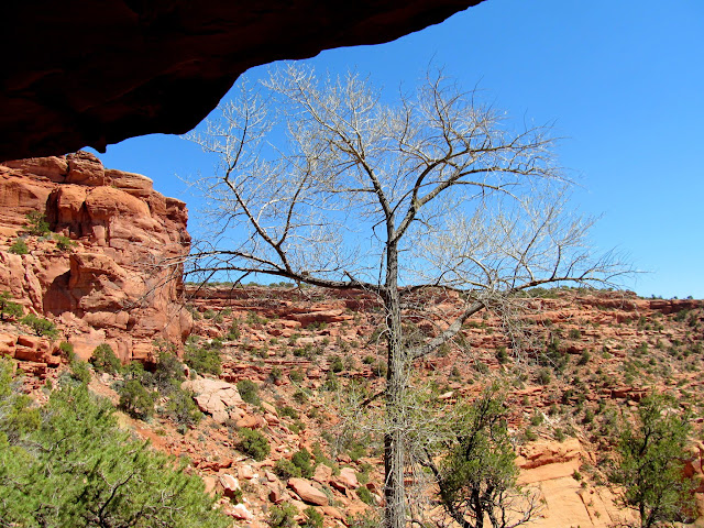 Lone cottonwood tree at Harness-Up Spring