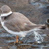 Ringed Plover