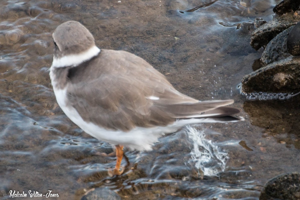 Ringed Plover