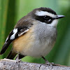 Buff-sided Robin