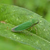 Common Green Leafhopper