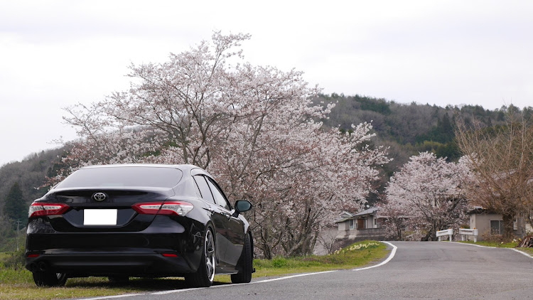 カムリのサクラと愛車・桜とコラボ・生存報告に関するカスタム事例の投稿画像2枚目