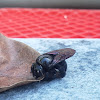 Greater Antillean Carpenter Bee