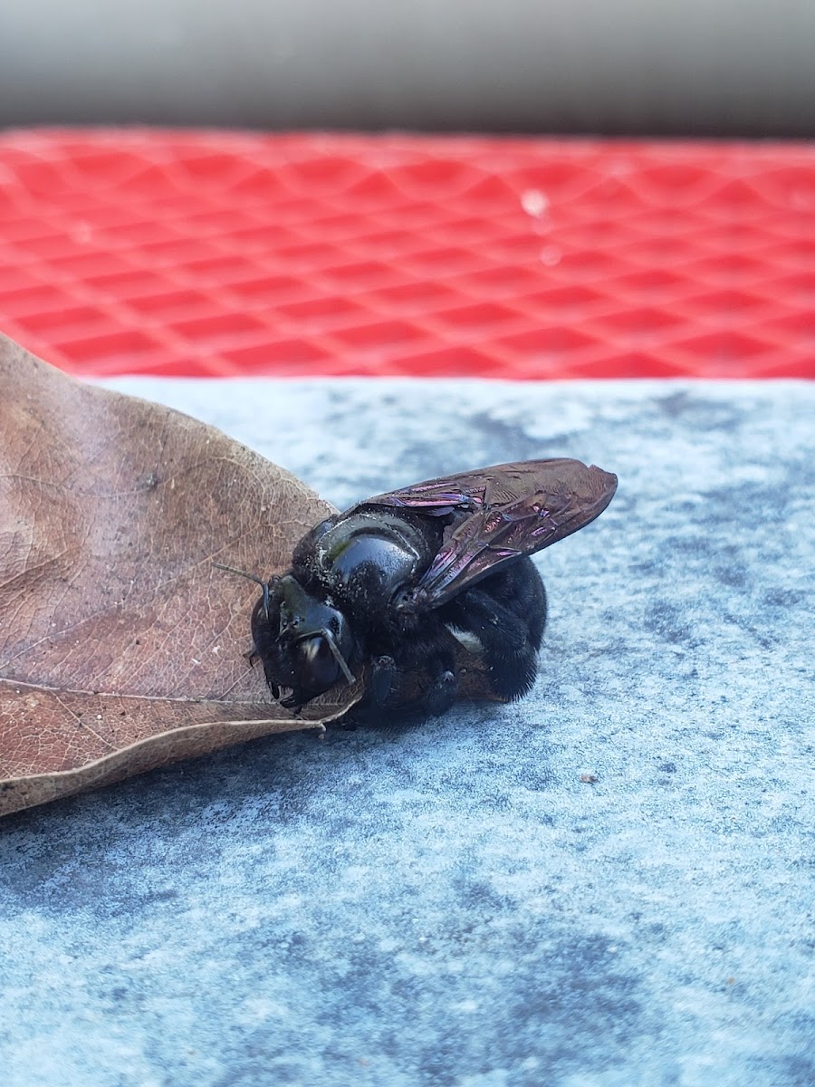 Greater Antillean Carpenter Bee