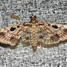 Snout moth