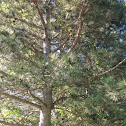 Pine tree