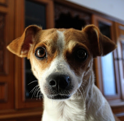 Primo piano da cani di salna