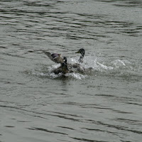 due germani sul tevere di 