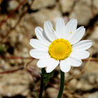 Mayweed