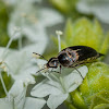 Black Pintail Beetle