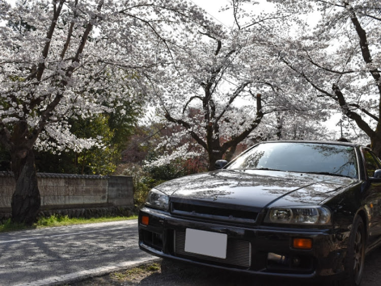 スカイラインの桜と愛車に関するカスタム事例の投稿画像2枚目