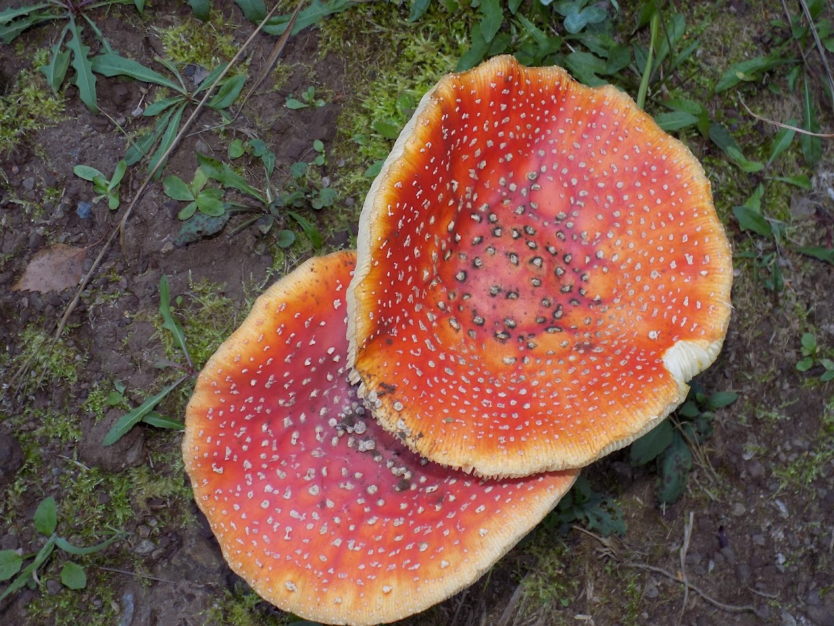 Fly agaric