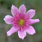 Peacock Anemone