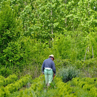 Il controllore del verde di 