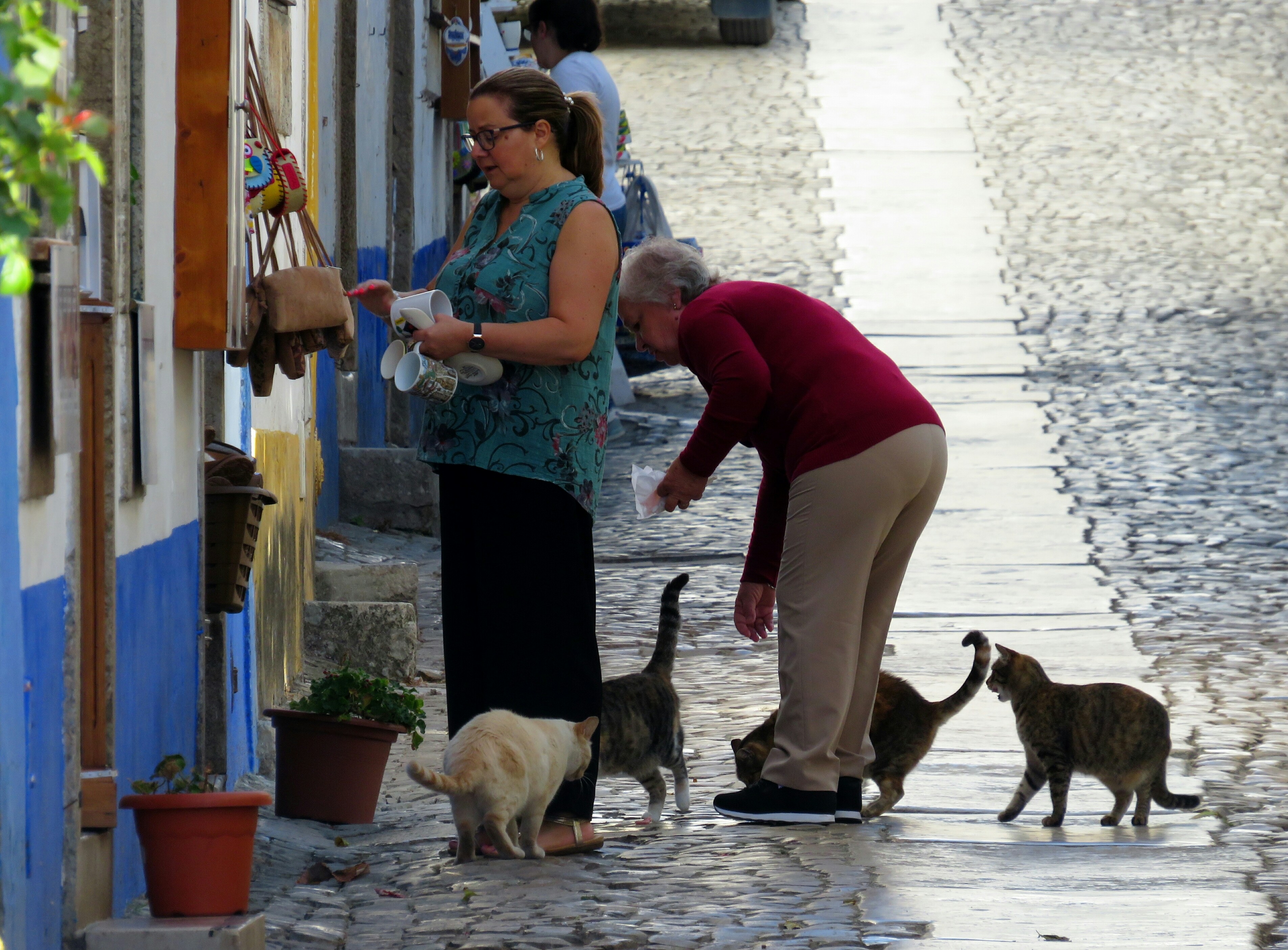 La gattare  di Giorgio Lucca