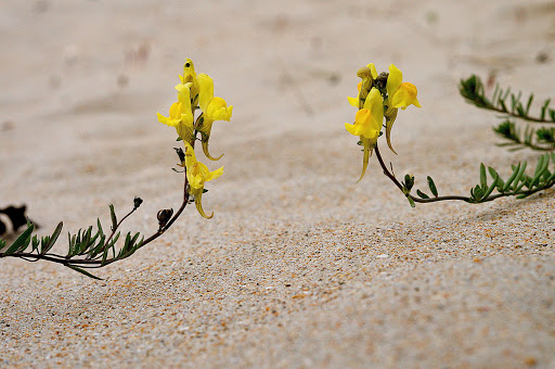 Linaria polygalifolia