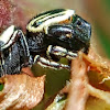 Wasp-mimic jumping spider